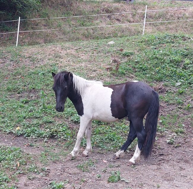 Shetlandpony, Heidemarie Ebner, Konie na sprzedaż, Scheifling, Image 3