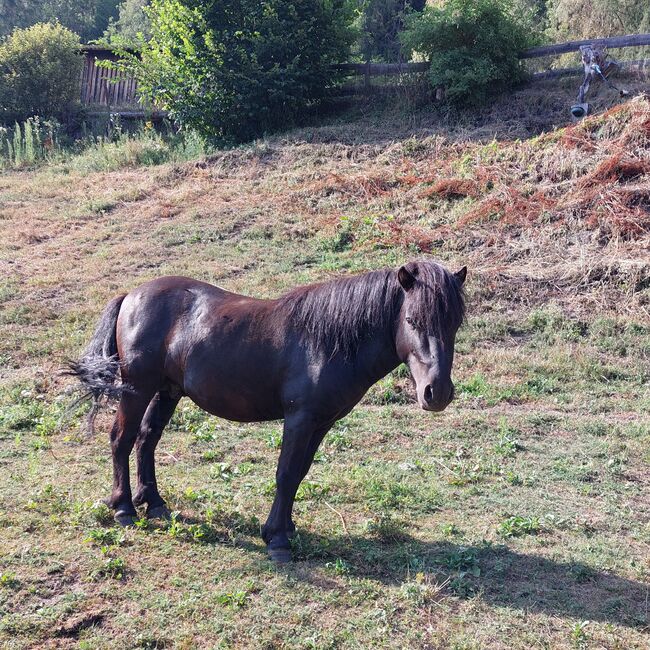 Shetlandpony, Heidemarie Ebner, Konie na sprzedaż, Scheifling