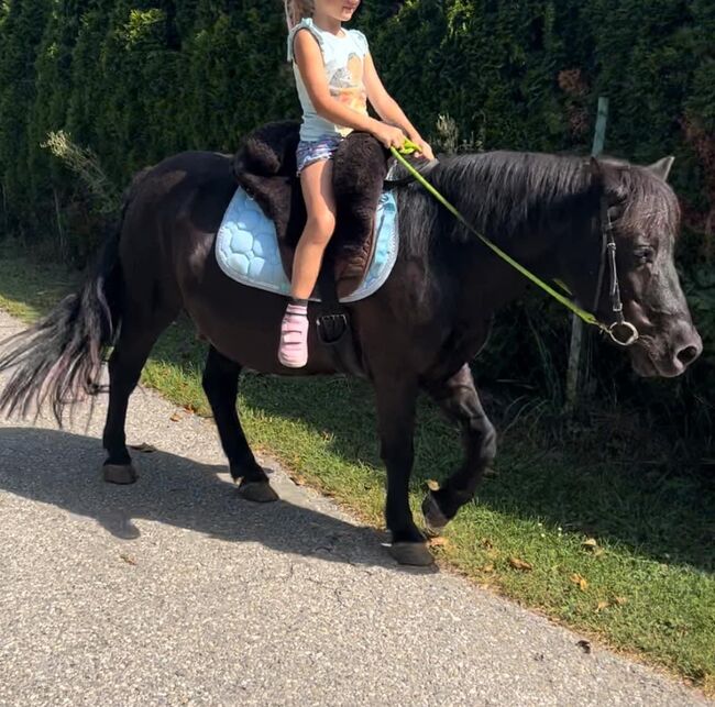 Shetland Pony, Andrea , Konie na sprzedaż, Tainach