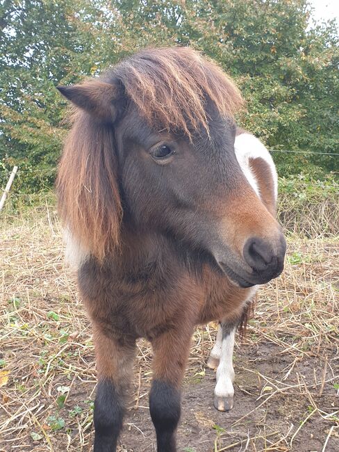 Shettlandpony, Nicole Kindl , Konie na sprzedaż, Ahlbeck 