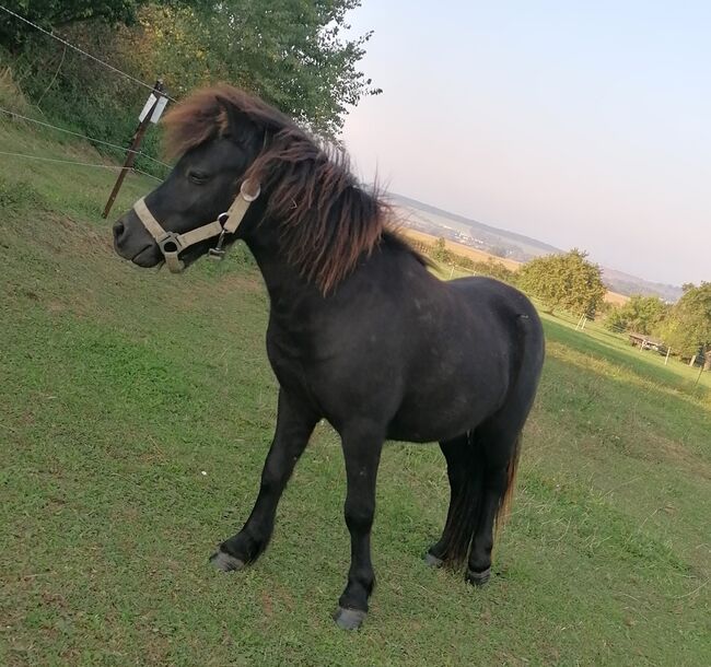 Minishetty Mini-Shetlandpony Pony Mini Shetty Freizeitpony, Julia Stahl, Konie na sprzedaż, Bleicherode