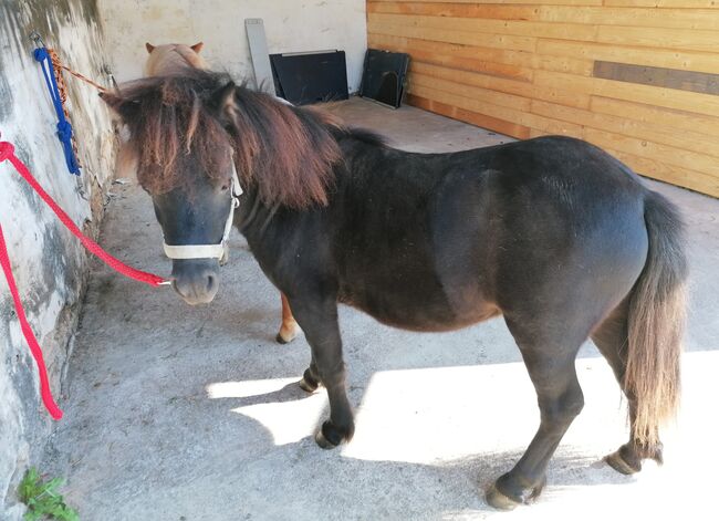 Minishetty Mini-Shetlandpony Pony Mini Shetty Freizeitpony, Julia Stahl, Konie na sprzedaż, Bleicherode, Image 5