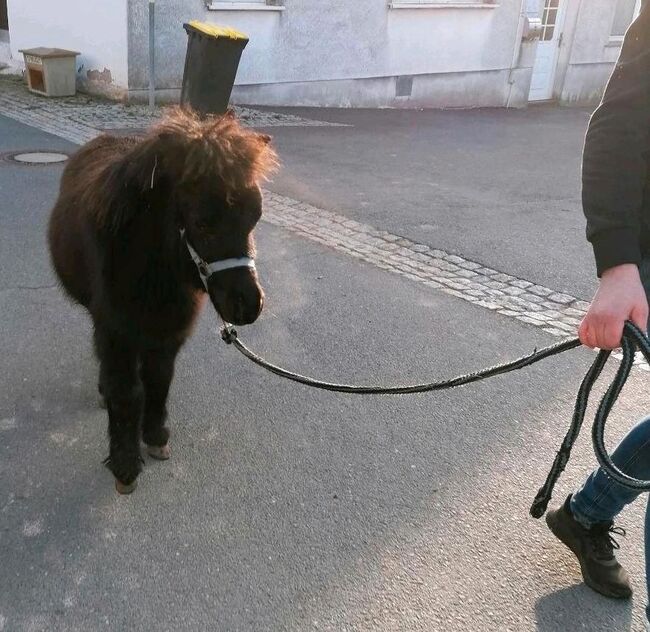 Minishetty Mini-Shetlandpony Pony Mini Shetty Freizeitpony, Julia Stahl, Konie na sprzedaż, Bleicherode, Image 2