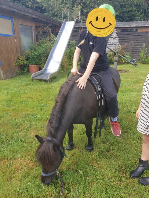 Shetland Pony Wallach Kinderpony Herzenspony sucht Bestplatz, C.M., Konie na sprzedaż, Schleswig , Image 2