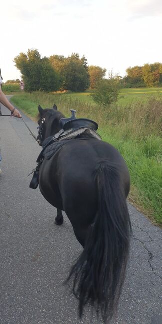 Shetland Pony Wallach Kinderpony Herzenspony sucht Bestplatz, C.M., Konie na sprzedaż, Schleswig , Image 3