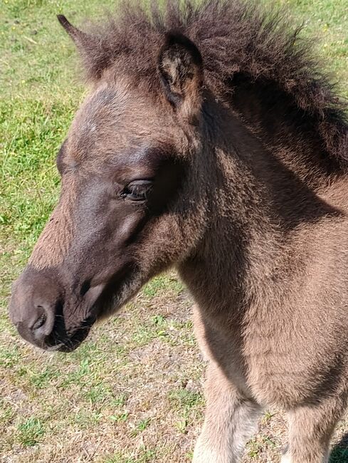 Shetland Pony - Tolles Hengst-Fohlen, Dietmar Heinelt, Konie na sprzedaż, Osternienburger Land, Image 2