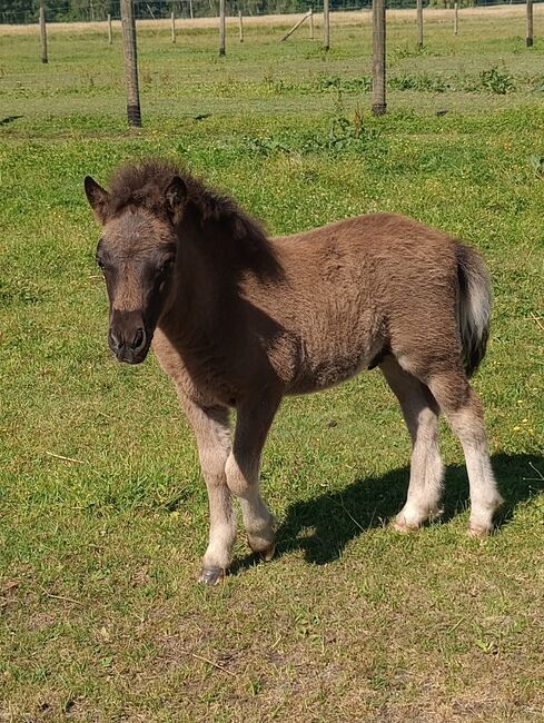 Shetland Pony - Tolles Hengst-Fohlen, Dietmar Heinelt, Konie na sprzedaż, Osternienburger Land