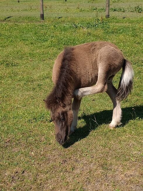 Shetland Pony - Tolles Hengst-Fohlen, Dietmar Heinelt, Konie na sprzedaż, Osternienburger Land, Image 4