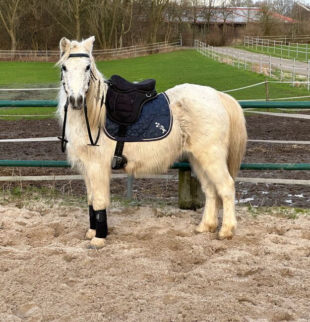 Welsh Pony, Niklas , Konie na sprzedaż, Issum, Image 8