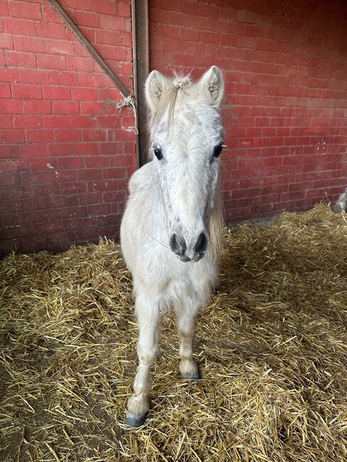 Welsh Pony, Niklas , Konie na sprzedaż, Issum, Image 4