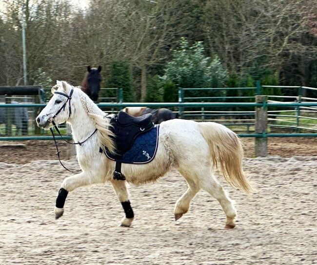 Welsh Pony, Niklas , Konie na sprzedaż, Issum, Image 3