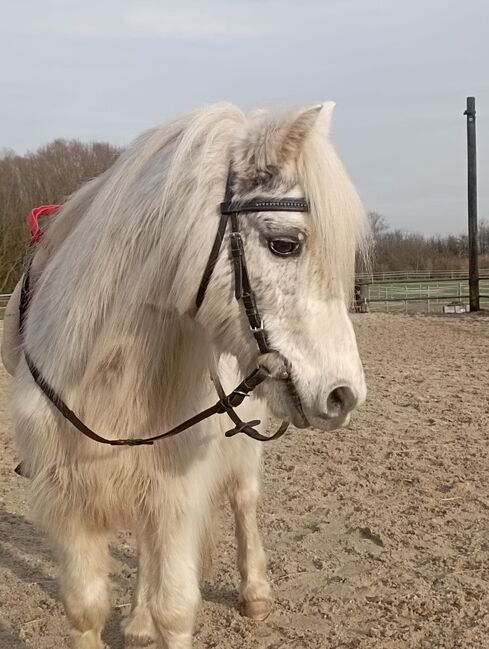 Welsh Pony, Niklas , Konie na sprzedaż, Issum