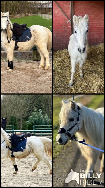 Welsh Pony, Niklas , Konie na sprzedaż, Issum, Image 9