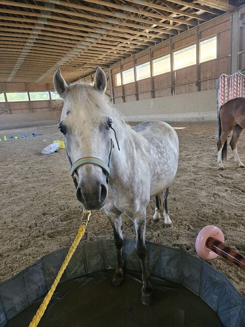 Ungarisches Reitpony, K.B.Z. verkaufspferde , Konie na sprzedaż, Steiermark/Leibnitz , Image 4