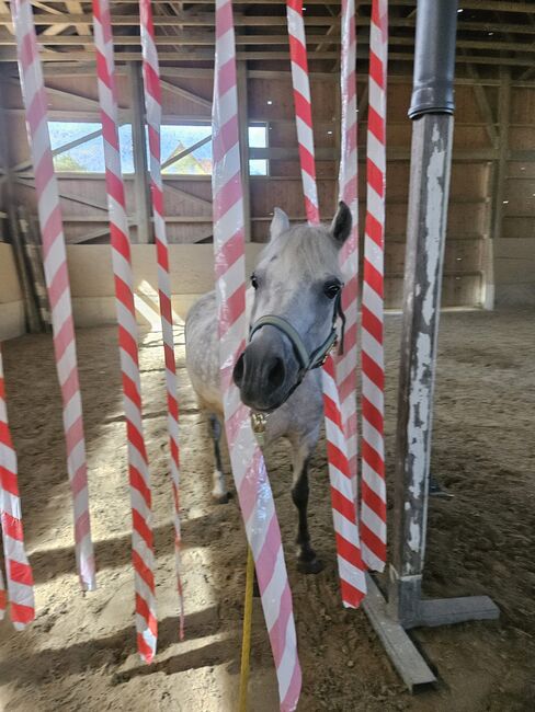 Ungarisches Reitpony, K.B.Z. verkaufspferde , Konie na sprzedaż, Steiermark/Leibnitz , Image 6