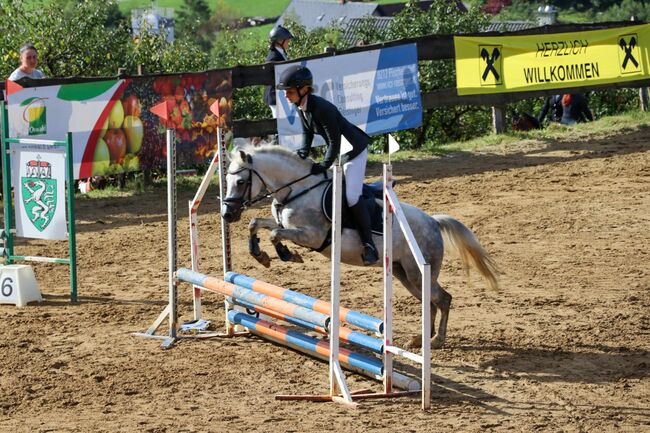 Ungarisches Reitpony, K.B.Z. verkaufspferde , Konie na sprzedaż, Steiermark/Leibnitz , Image 3