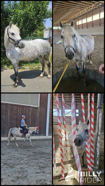 Ungarisches Reitpony, K.B.Z. verkaufspferde , Konie na sprzedaż, Steiermark/Leibnitz , Image 8