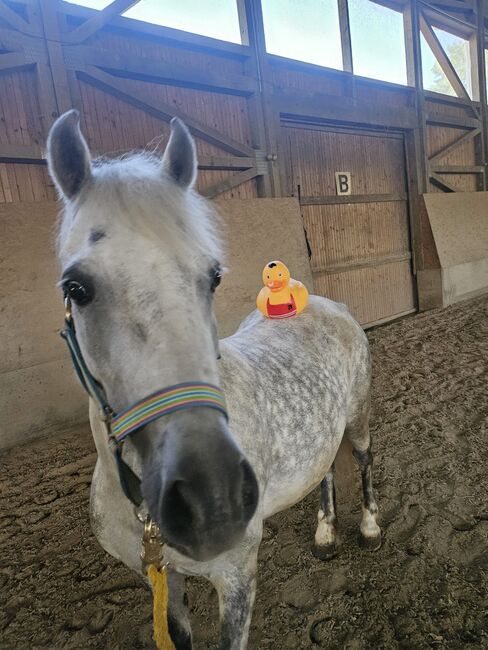 Ungarisches Reitpony, K.B.Z. verkaufspferde , Konie na sprzedaż, Steiermark/Leibnitz , Image 7