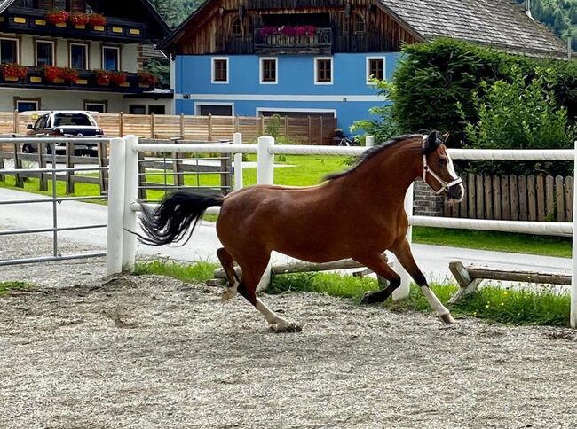 Welsch A Reitpony, Barbara , Konie na sprzedaż, St. Michael , Image 9