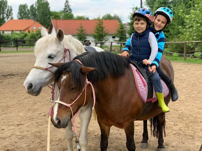 Kinder ponys suchen ein neues reiter, Carlo, Konie na sprzedaż, Nickelsdorf