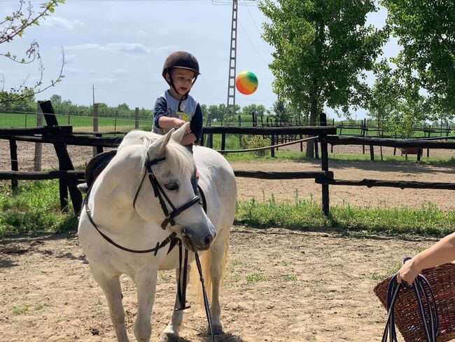 Kinder ponys suchen ein neues reiter, Carlo, Konie na sprzedaż, Nickelsdorf, Image 3