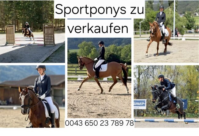Sportponys zu verkaufen, Patricia , Konie na sprzedaż, Tarrenz 