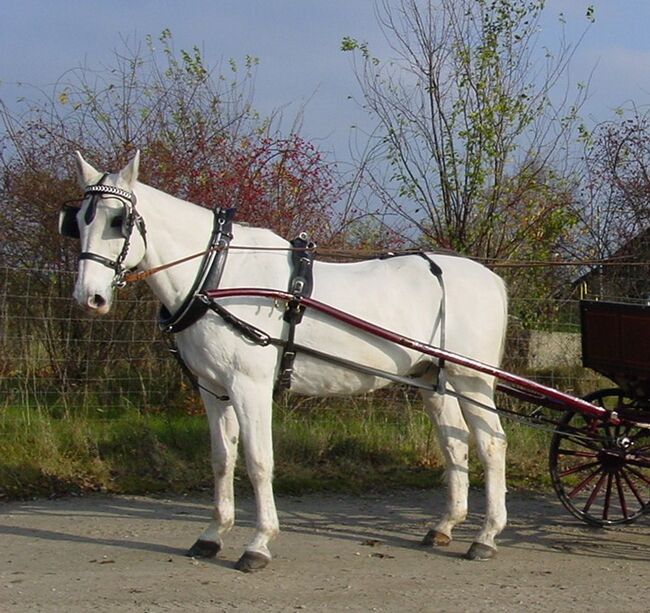 Kummet Geschirr, Prof. Junge Klaus, Horse Harness, Berlin, Image 6