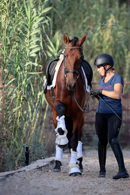 Qualitätsbetonte PRE-Stute für sportliche Ambitionen, Katharina Schori, Horses For Sale, Thusis, Image 3