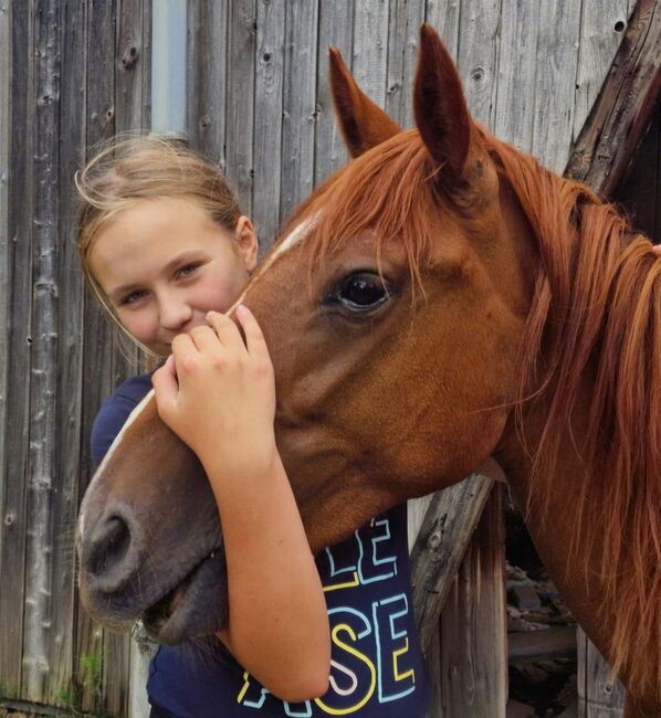 Quarter Mix, Britta , Horses For Sale, Maasen, Image 3