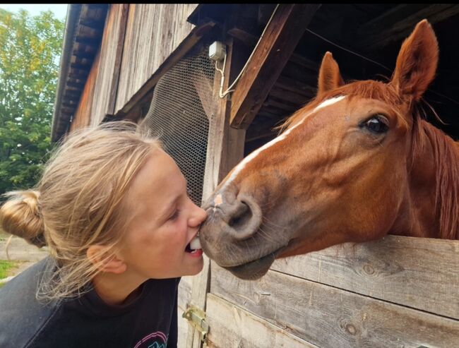 Quarter Mix, Britta , Horses For Sale, Maasen, Image 4