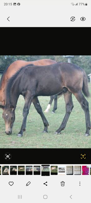 Quarterhorse Absetzer Hengst, Heike Schmid , Horses For Sale, Haigerloch, Image 4