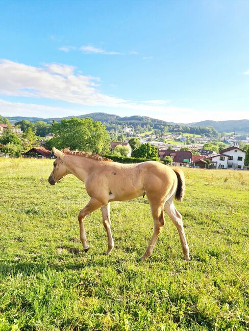 Quarterhorse Stutfohlen, Josef Plöetzeneder, Horses For Sale, Ampflwang, Image 2