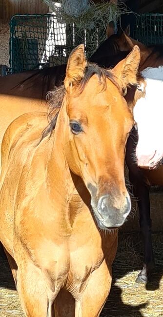 Quarterhorse Stutfohlen, Josef Plöetzeneder, Horses For Sale, Ampflwang