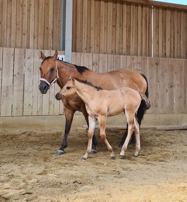 Quarterhorse Stutfohlen, Josef Plöetzeneder, Horses For Sale, Ampflwang, Image 5