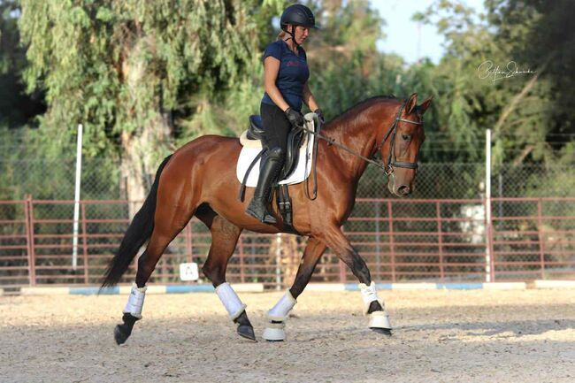 Qualitätsbetonte PRE-Stute für sportliche Ambitionen, Katharina Schori, Horses For Sale, Thusis, Image 5