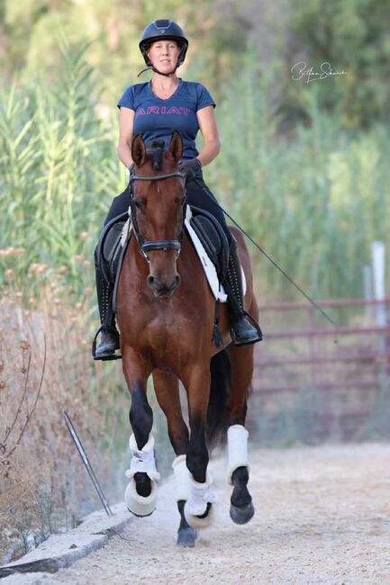 Qualitätsbetonte PRE-Stute für sportliche Ambitionen, Katharina Schori, Horses For Sale, Thusis, Image 6