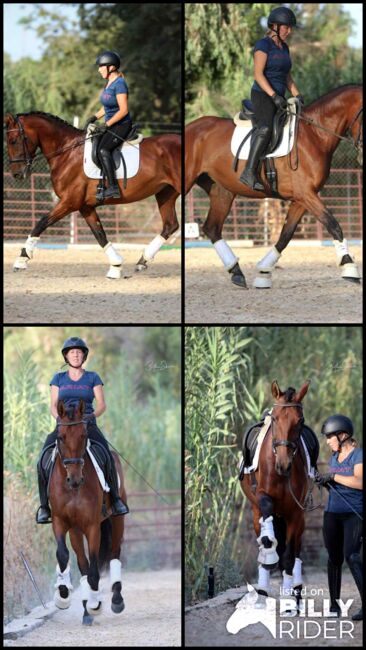 Qualitätsbetonte PRE-Stute für sportliche Ambitionen, Katharina Schori, Horses For Sale, Thusis, Image 8