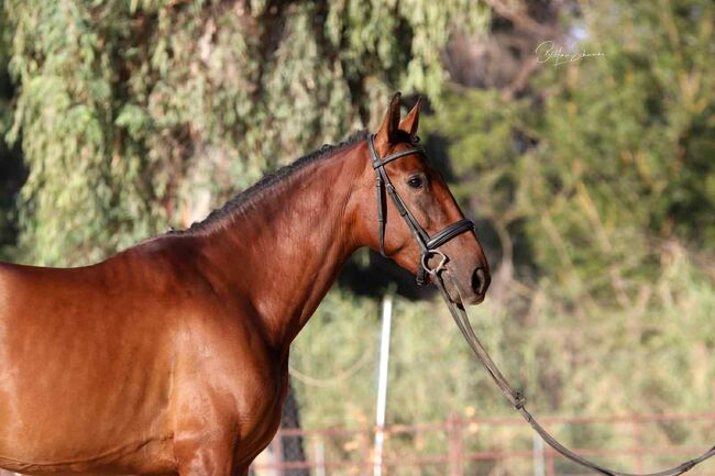 Qualitätsbetonte PRE-Stute für sportliche Ambitionen, Katharina Schori, Horses For Sale, Thusis, Image 4