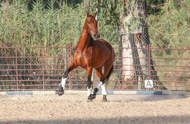 Qualitätsbetonte PRE-Stute für sportliche Ambitionen, Katharina Schori, Horses For Sale, Thusis, Image 7
