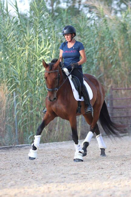 Qualitätsbetonte PRE-Stute für sportliche Ambitionen, Katharina Schori, Horses For Sale, Thusis, Image 2