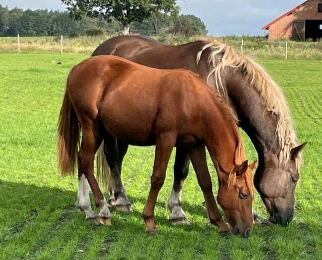 Quarter Mix, Britta , Horses For Sale, Maasen, Image 5