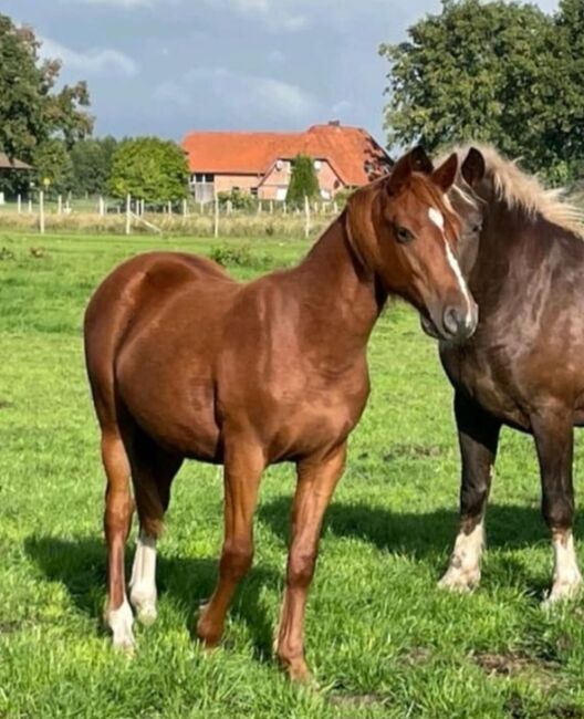 Quarter Mix, Britta , Horses For Sale, Maasen, Image 8