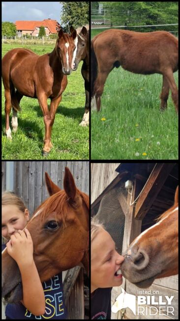 Quarter Mix, Britta , Horses For Sale, Maasen, Image 12