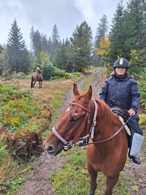 Quarter Hors, Kerstin Lohrer , Horses For Sale, Donaueschingen , Image 2