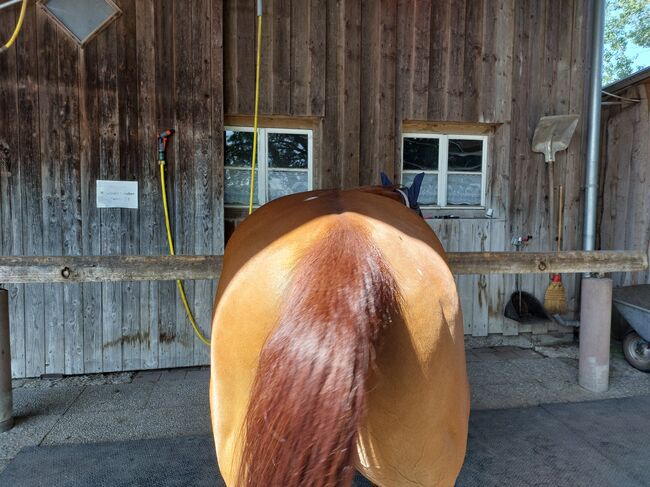 Quarter Hors, Kerstin Lohrer , Horses For Sale, Donaueschingen , Image 5