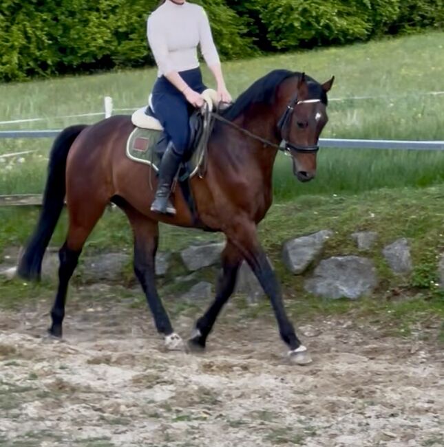 KWPN 4-jährig, S-t-g-a, Horses For Sale, Scheibbs