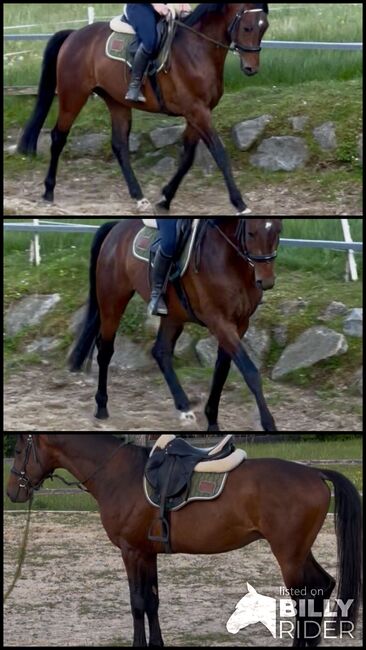 KWPN 4-jährig, S-t-g-a, Horses For Sale, Scheibbs, Image 4