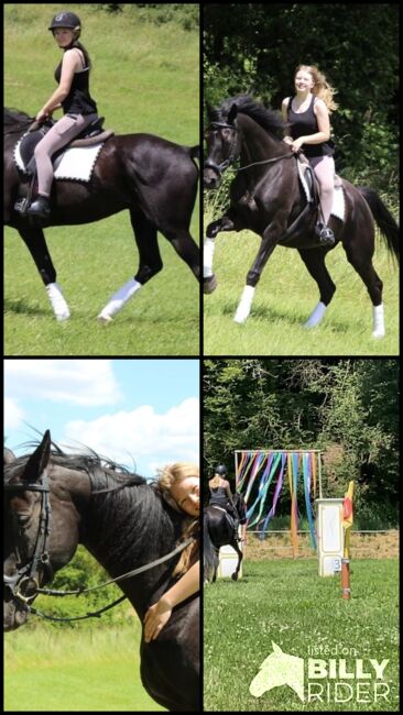 KWPN Traumwallach, Isabell, Horses For Sale, Becherbach , Image 9