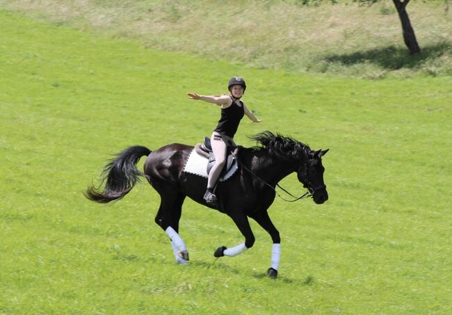 KWPN Traumwallach, Isabell, Horses For Sale, Becherbach , Image 3