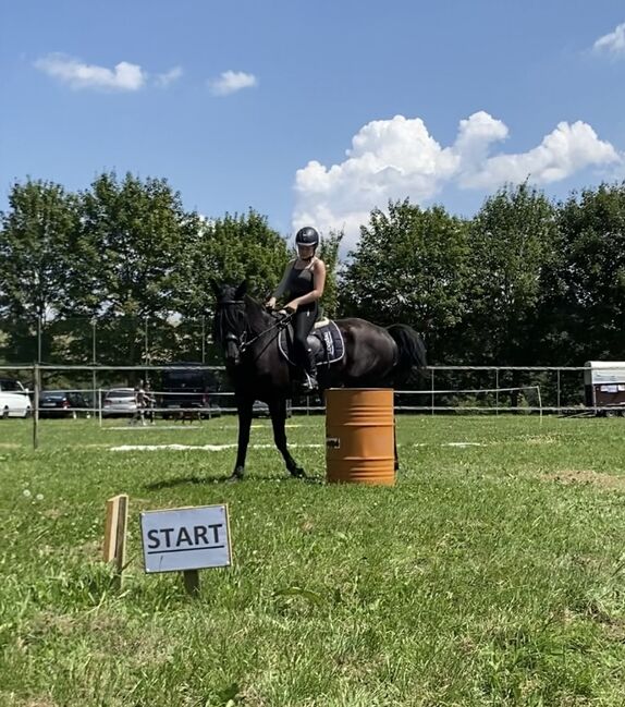 KWPN Traumwallach, Isabell, Horses For Sale, Becherbach , Image 6